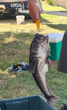 Load image into Gallery viewer, The Original Foveaux Cod Catcher - Premium NZ Cod Rig with 8/0 Hooks