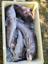 Load image into Gallery viewer, JW Mark I Anti-Tangle Cod Rig - NZ Made with Aluminium Crimps
